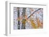 Beech woodland with dusting of snow and autumn leaves on branch, La Rioja, Spain-Juan Carlos Munoz-Framed Photographic Print