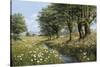 Beeches And Daisies-Bill Makinson-Stretched Canvas