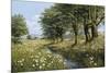 Beeches And Daisies-Bill Makinson-Mounted Giclee Print