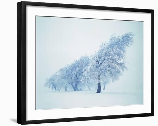 Beeches in the snow-Herbert Kehrer-Framed Photographic Print