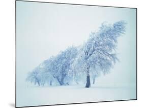 Beeches in the snow-Herbert Kehrer-Mounted Photographic Print