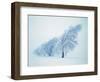 Beeches in the snow-Herbert Kehrer-Framed Photographic Print