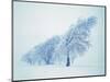 Beeches in the snow-Herbert Kehrer-Mounted Photographic Print