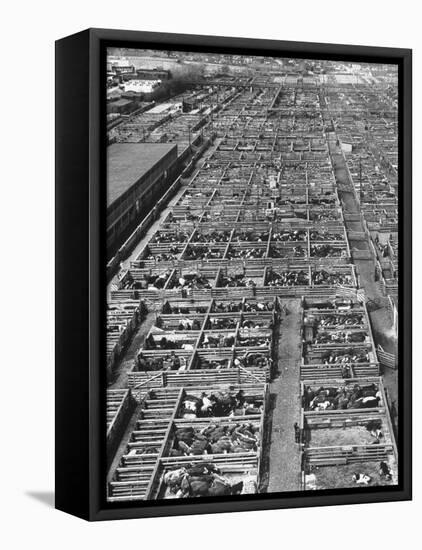 Beef Cattle Being Held in Large Pens at the Union Stockyards-Bernard Hoffman-Framed Stretched Canvas