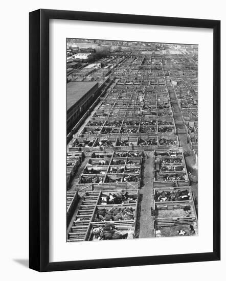 Beef Cattle Being Held in Large Pens at the Union Stockyards-Bernard Hoffman-Framed Photographic Print