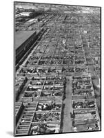 Beef Cattle Being Held in Large Pens at the Union Stockyards-Bernard Hoffman-Mounted Photographic Print