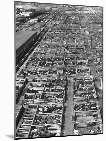 Beef Cattle Being Held in Large Pens at the Union Stockyards-Bernard Hoffman-Mounted Photographic Print