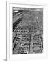 Beef Cattle Being Held in Large Pens at the Union Stockyards-Bernard Hoffman-Framed Photographic Print