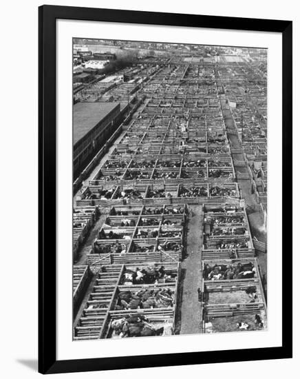 Beef Cattle Being Held in Large Pens at the Union Stockyards-Bernard Hoffman-Framed Photographic Print