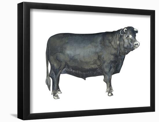 Beef Cattle (Bos Taurus), Mammals-Encyclopaedia Britannica-Framed Poster