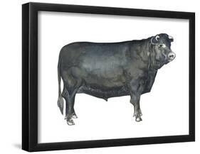 Beef Cattle (Bos Taurus), Mammals-Encyclopaedia Britannica-Framed Poster