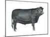 Beef Cattle (Bos Taurus), Mammals-Encyclopaedia Britannica-Mounted Poster