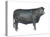 Beef Cattle (Bos Taurus), Mammals-Encyclopaedia Britannica-Stretched Canvas