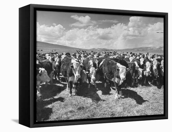 Beef Cattle Standing in a Pasture on the Abbott Ranch-Bernard Hoffman-Framed Stretched Canvas