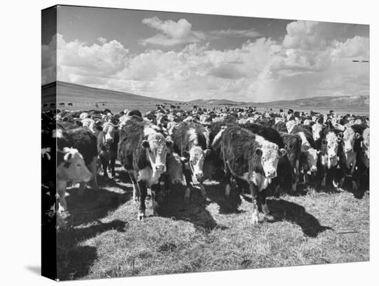 Beef Cattle Standing in a Pasture on the Abbott Ranch-Bernard Hoffman-Stretched Canvas