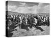 Beef Cattle Standing in a Pasture on the Abbott Ranch-Bernard Hoffman-Stretched Canvas