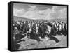 Beef Cattle Standing in a Pasture on the Abbott Ranch-Bernard Hoffman-Framed Stretched Canvas