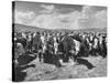 Beef Cattle Standing in a Pasture on the Abbott Ranch-Bernard Hoffman-Stretched Canvas