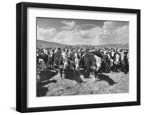 Beef Cattle Standing in a Pasture on the Abbott Ranch-Bernard Hoffman-Framed Photographic Print