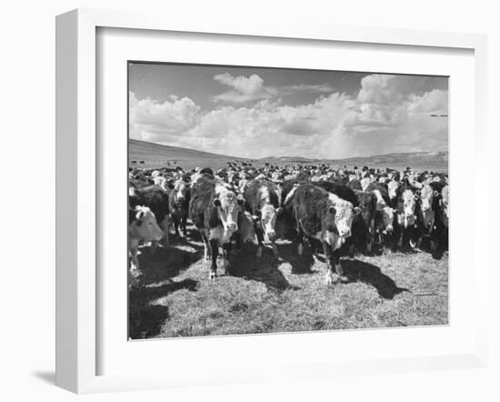 Beef Cattle Standing in a Pasture on the Abbott Ranch-Bernard Hoffman-Framed Photographic Print