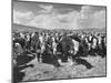 Beef Cattle Standing in a Pasture on the Abbott Ranch-Bernard Hoffman-Mounted Photographic Print