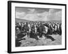 Beef Cattle Standing in a Pasture on the Abbott Ranch-Bernard Hoffman-Framed Photographic Print