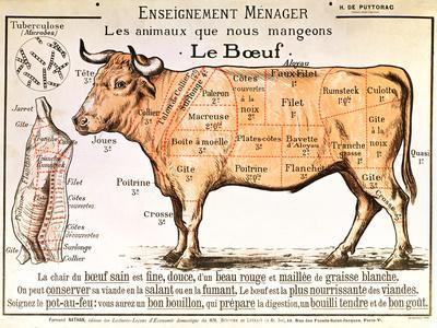 Antique Butcher Chart