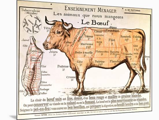 Beef: Diagram Depicting the Different Cuts of Meat-null-Mounted Giclee Print