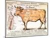 Beef: Diagram Depicting the Different Cuts of Meat-null-Mounted Art Print