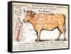 Beef: Diagram Depicting the Different Cuts of Meat-null-Framed Stretched Canvas