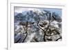 Beehives on acacia tree, Arba Minch, Southern Nations, Ethiopia-Keren Su-Framed Photographic Print