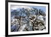 Beehives on acacia tree, Arba Minch, Southern Nations, Ethiopia-Keren Su-Framed Photographic Print