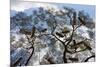 Beehives on acacia tree, Arba Minch, Southern Nations, Ethiopia-Keren Su-Mounted Photographic Print