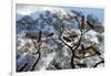 Beehives on acacia tree, Arba Minch, Southern Nations, Ethiopia-Keren Su-Framed Photographic Print