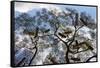 Beehives on acacia tree, Arba Minch, Southern Nations, Ethiopia-Keren Su-Framed Stretched Canvas