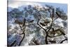 Beehives on acacia tree, Arba Minch, Southern Nations, Ethiopia-Keren Su-Stretched Canvas