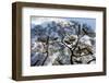 Beehives on acacia tree, Arba Minch, Southern Nations, Ethiopia-Keren Su-Framed Photographic Print