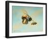 Beeing Egg Snatched-Linda Ridd Herzog-Framed Art Print