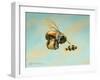 Beeing Egg Snatched-Linda Ridd Herzog-Framed Art Print