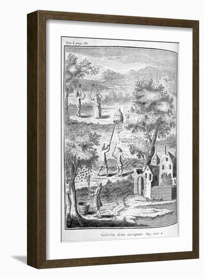 Beekeeping, 1775-null-Framed Giclee Print