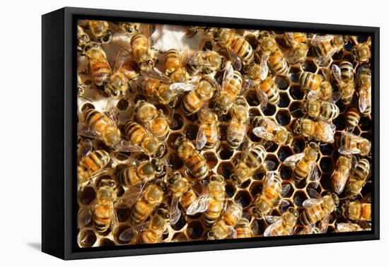 Beekeeping at Vietnam, Beehive, Bee Honey-xuanhuongho-Framed Stretched Canvas