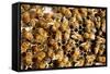 Beekeeping at Vietnam, Beehive, Bee Honey-xuanhuongho-Framed Stretched Canvas