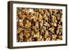 Beekeeping at Vietnam, Beehive, Bee Honey-xuanhuongho-Framed Photographic Print