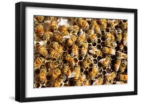 Beekeeping at Vietnam, Beehive, Bee Honey-xuanhuongho-Framed Photographic Print