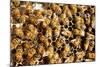 Beekeeping at Vietnam, Beehive, Bee Honey-xuanhuongho-Mounted Photographic Print
