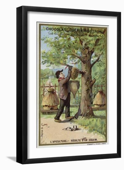 Beekeeping, Harvest of a Swarm-null-Framed Premium Giclee Print