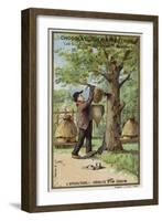 Beekeeping, Harvest of a Swarm-null-Framed Giclee Print