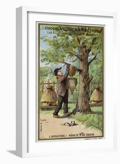 Beekeeping, Harvest of a Swarm-null-Framed Giclee Print