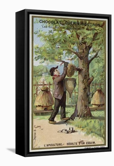 Beekeeping, Harvest of a Swarm-null-Framed Stretched Canvas