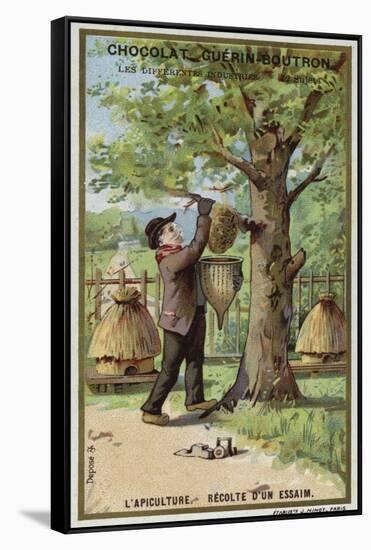 Beekeeping, Harvest of a Swarm-null-Framed Stretched Canvas